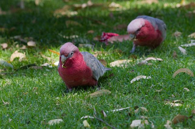 020 Yanchep NP, roze kaketoe.jpg